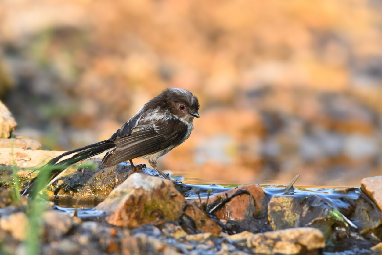 10 Codibugnolo NILVA