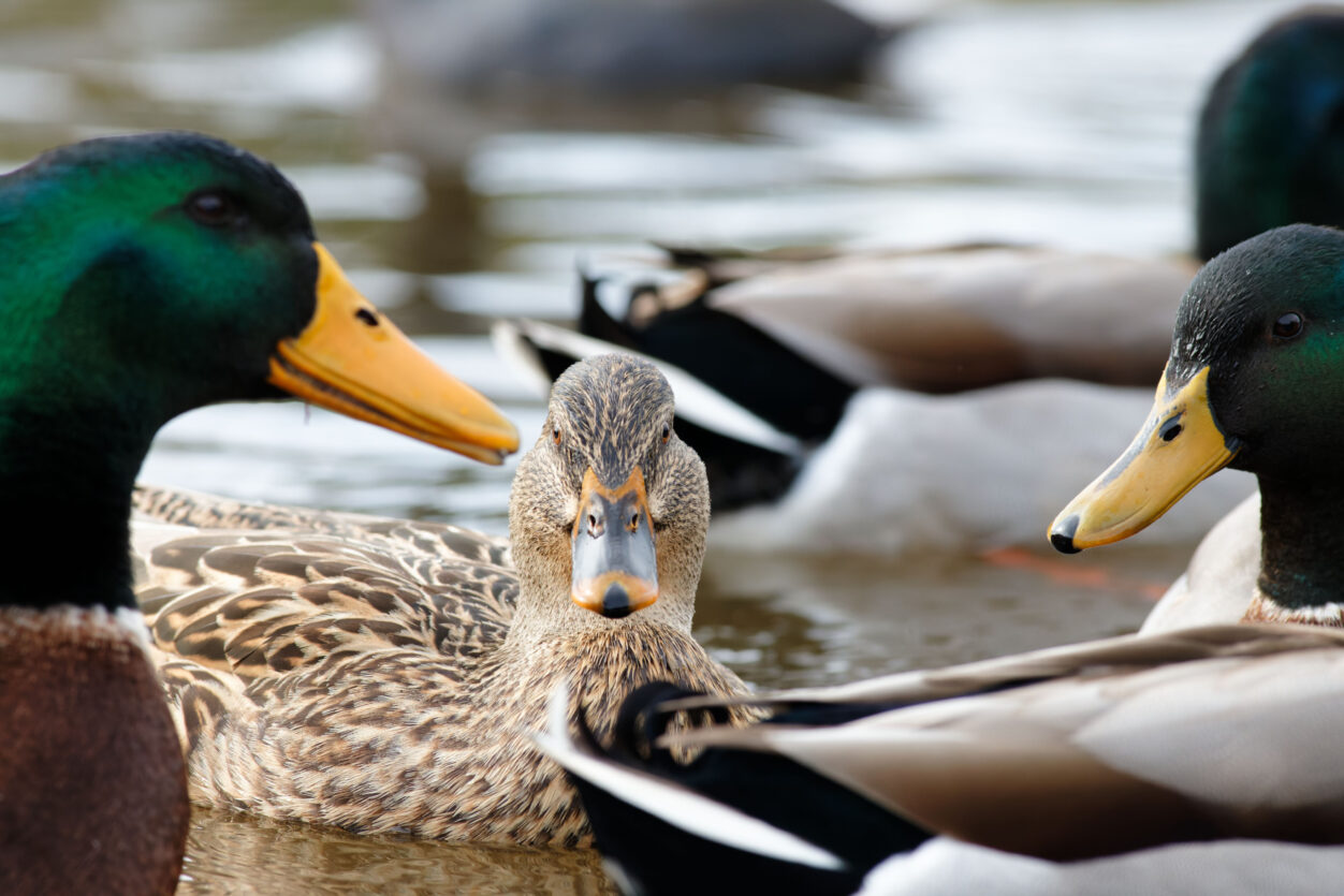 6b11aef97215910de525db2cf6cf12cf887bc620