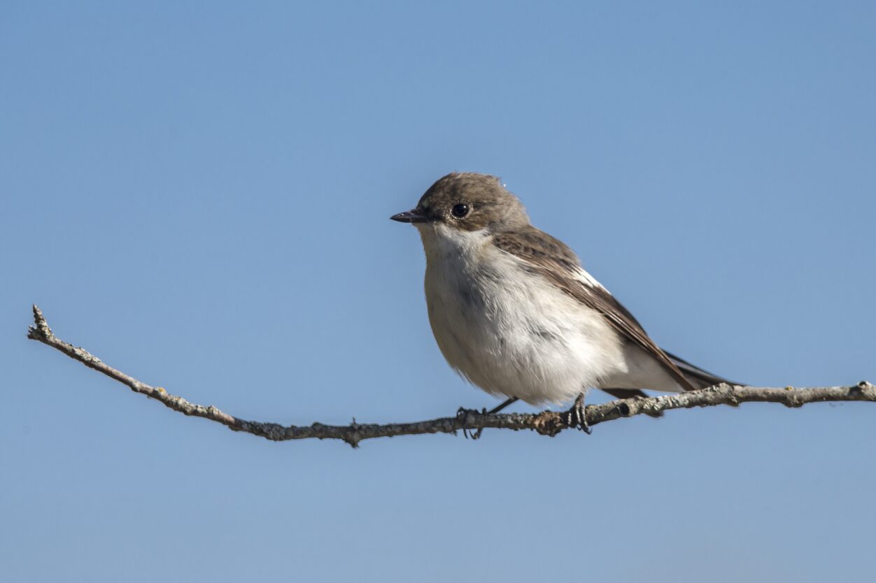 Balia Ficedula hypoleuca