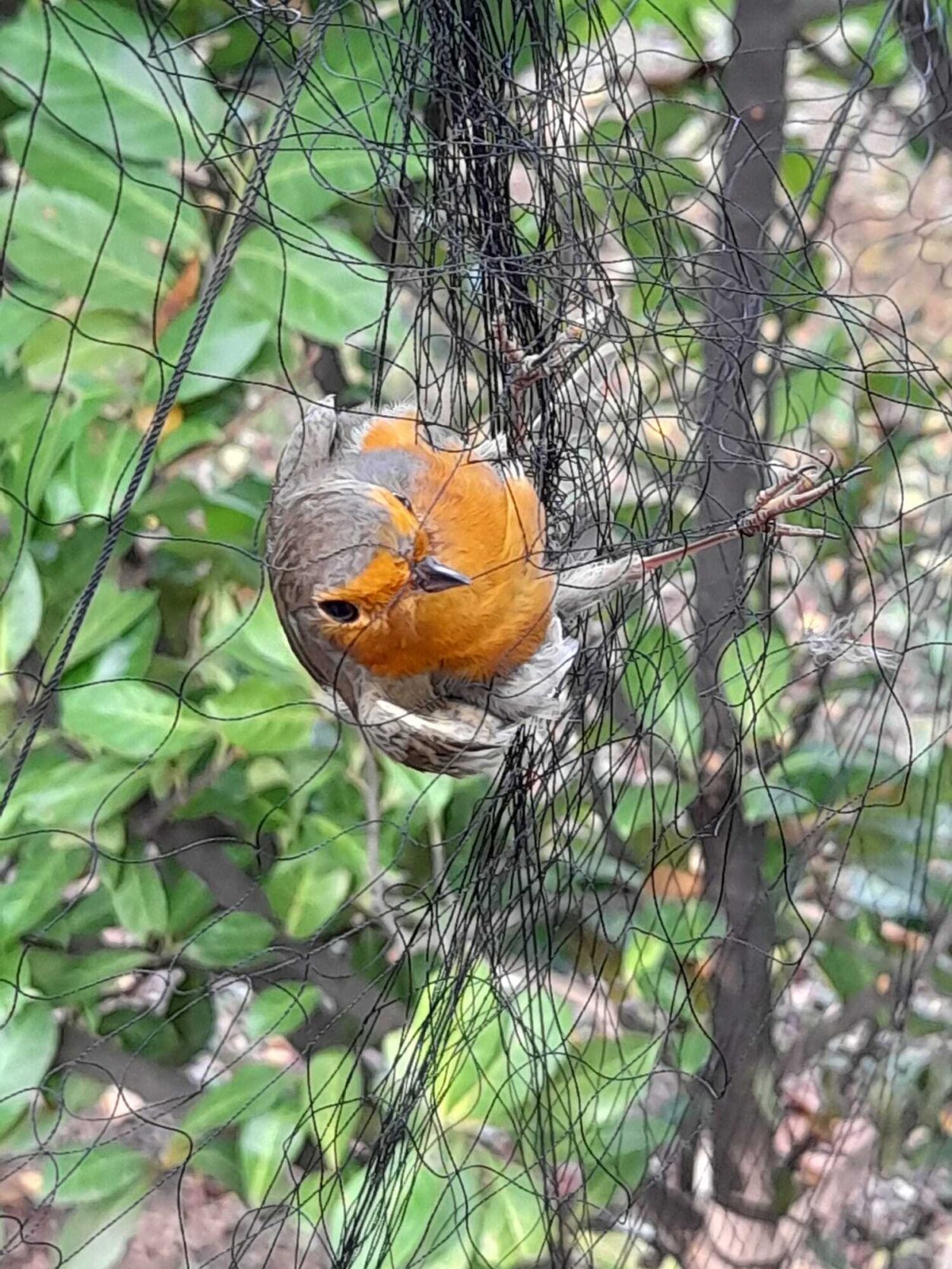 Pettirosso in retejpg