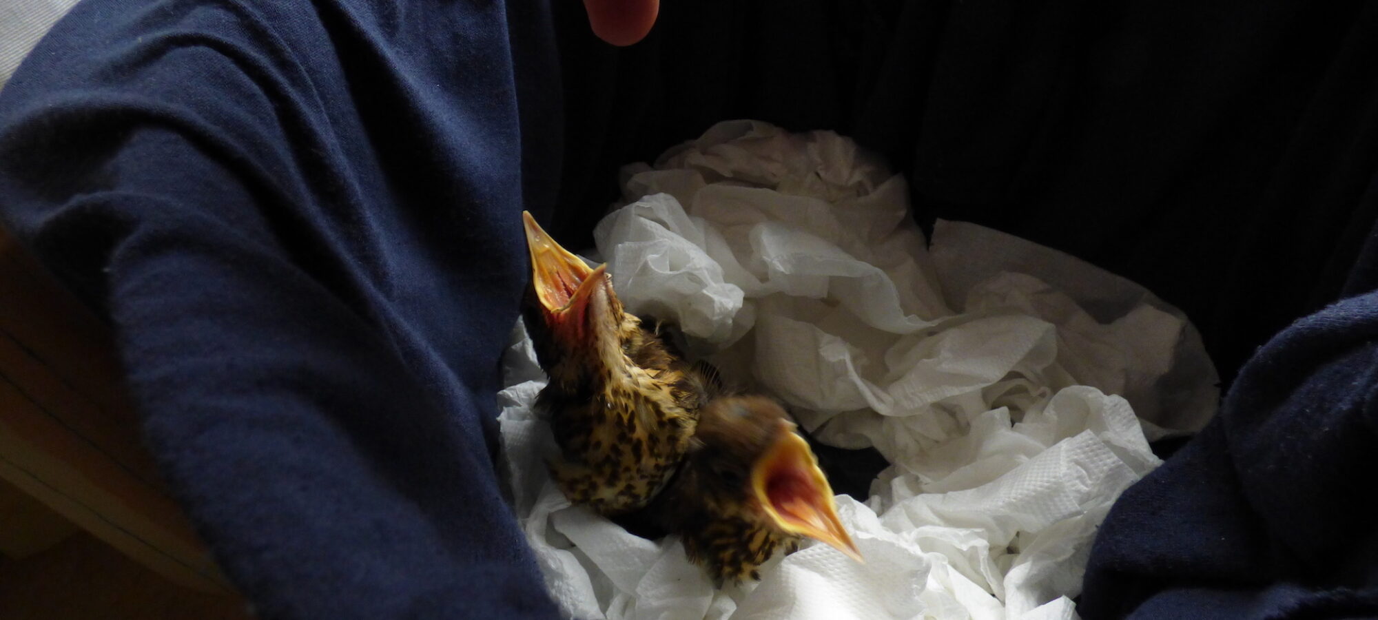 ANTIBRACCONAGGIO IN TRENTINO LAC Lega Abolizione Caccia