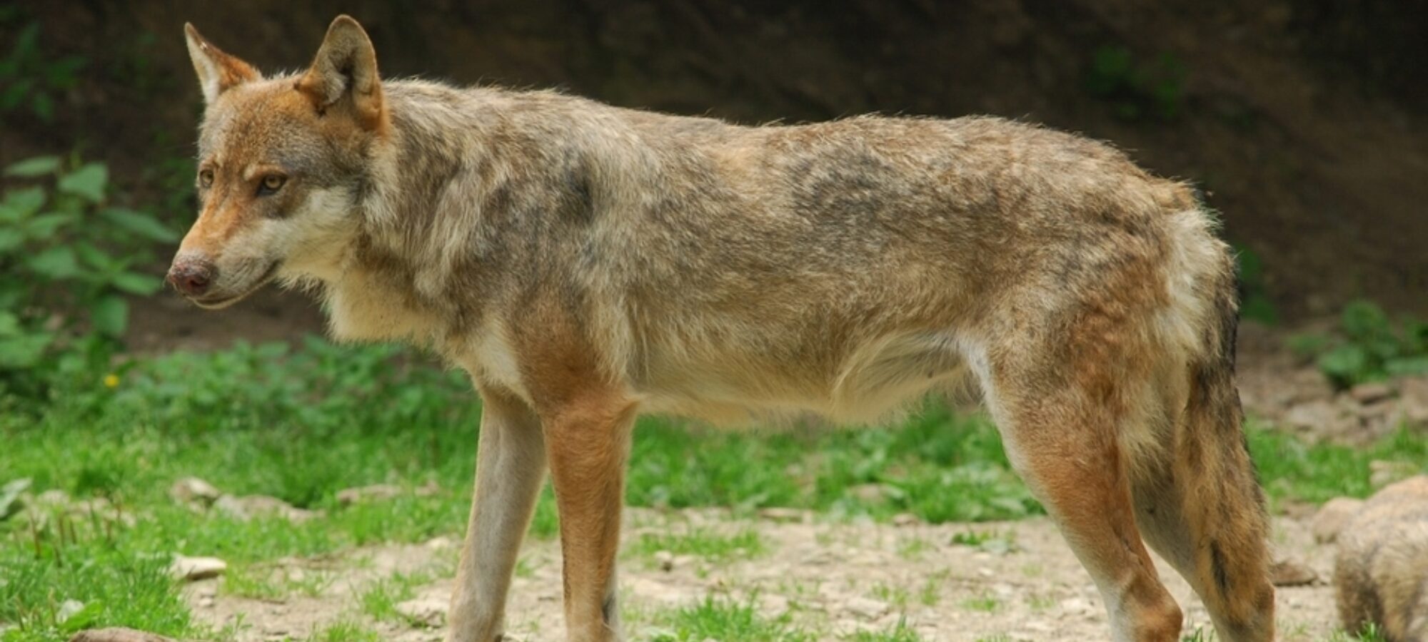 Aggressioni dei Lupi infondate e ridicole accuse LAC Lega Abolizione Caccia