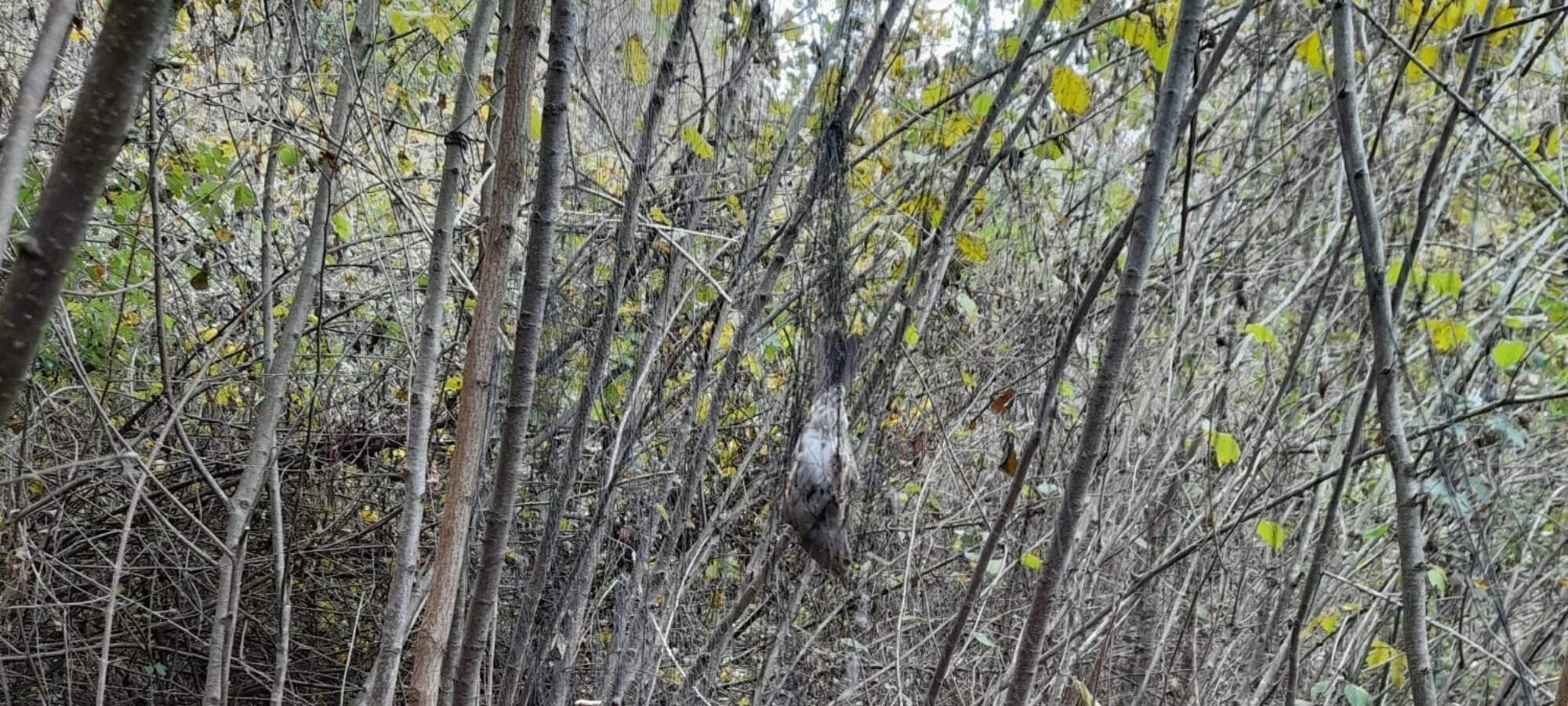 Antibracconaggio a Brescia una stagione interminabile LAC Lega Abolizione Caccia