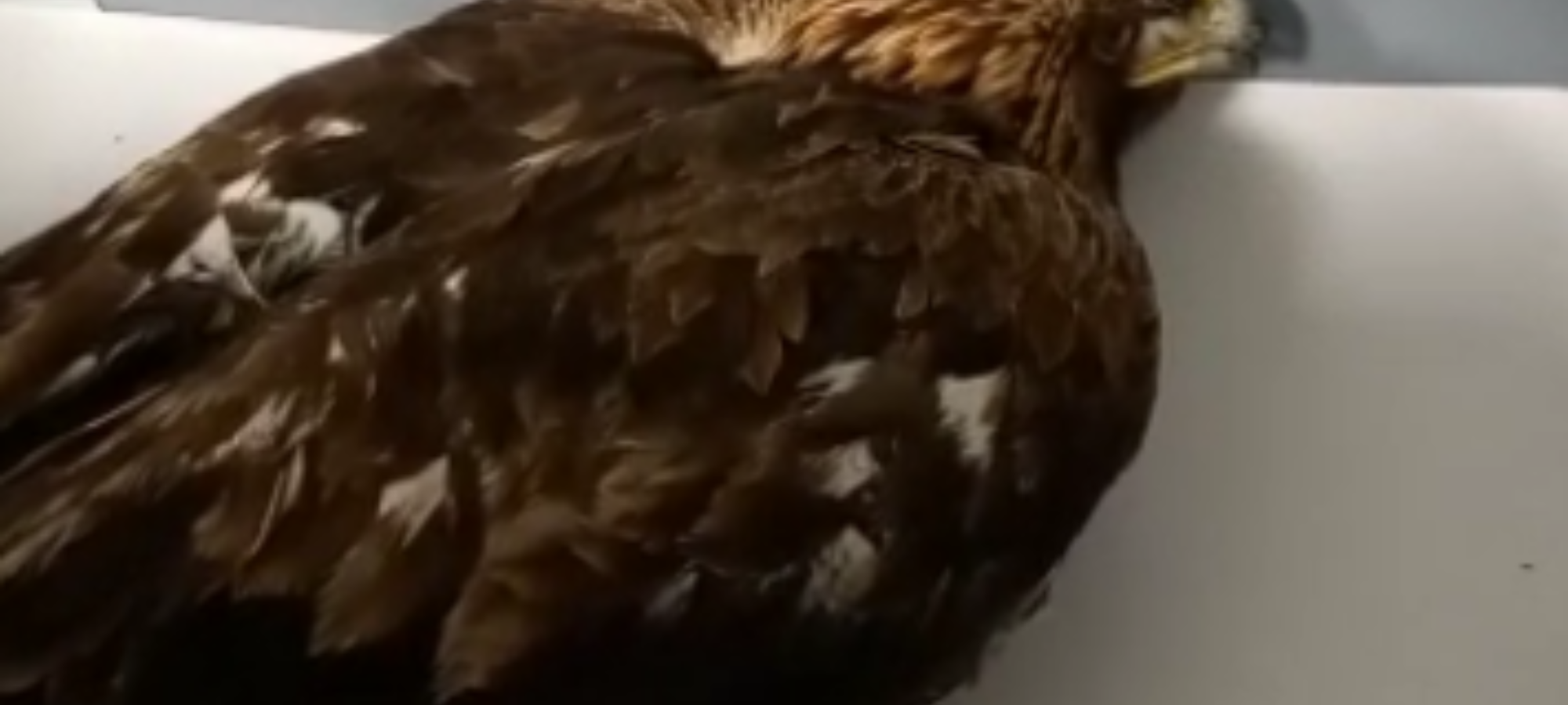 Aquila reale morta per saturnismo LAC Lega Abolizione Caccia