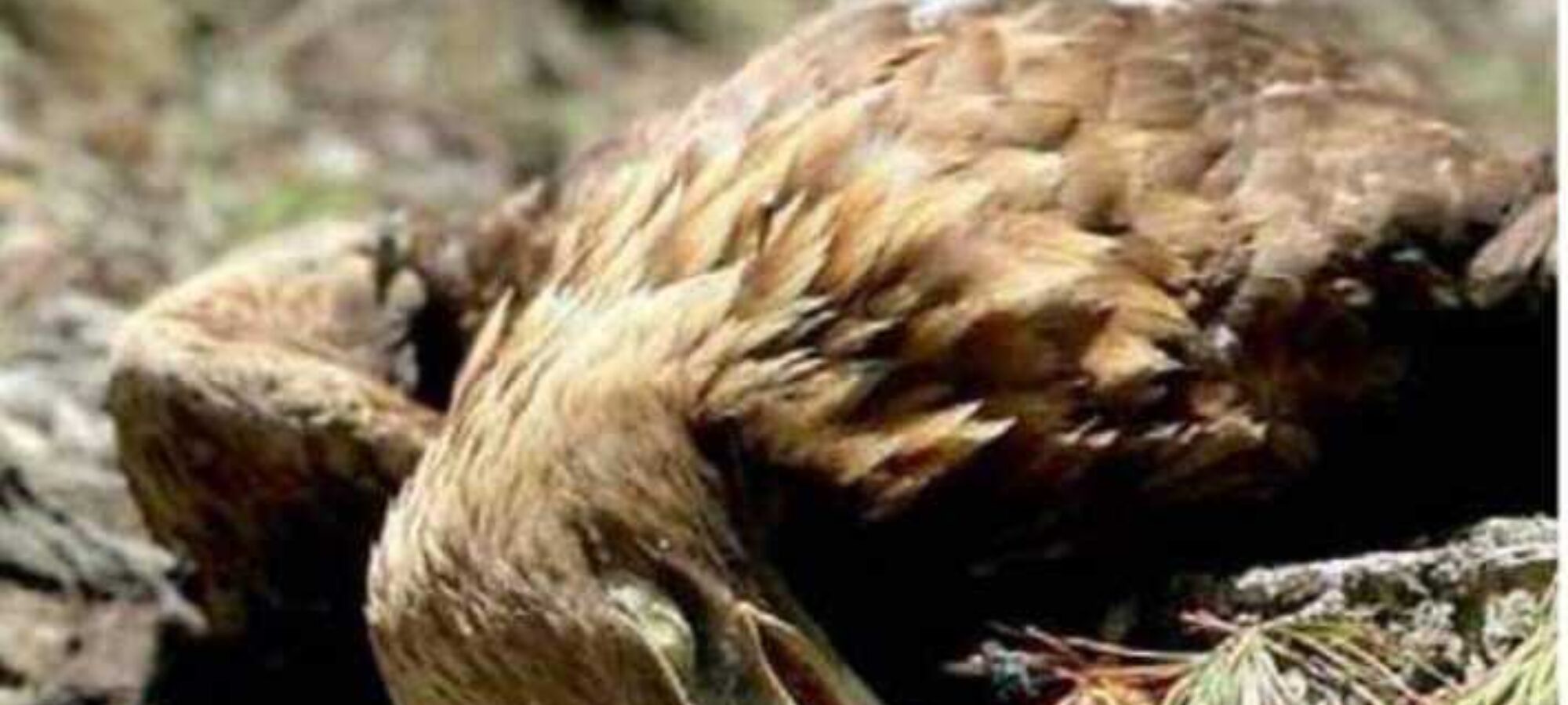 Aquila uccisa a Gais chiediamo giustizia LAC Lega Abolizione Caccia