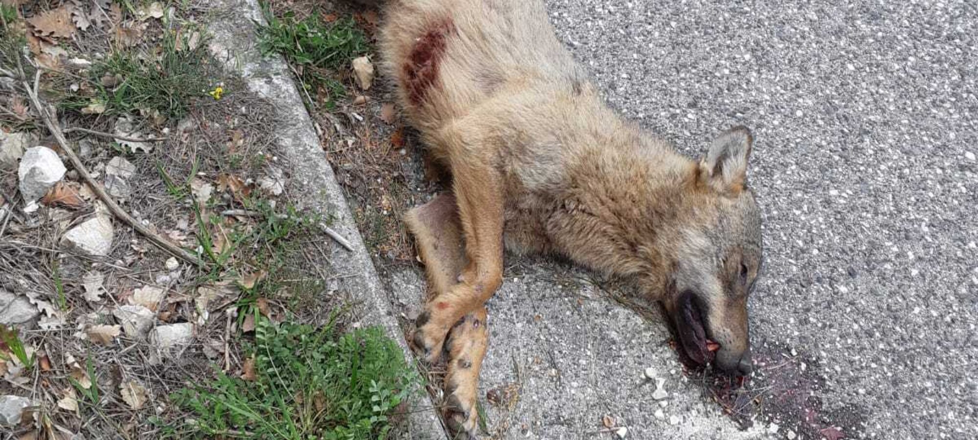 Arcevia Marche altro lupo ucciso a fucilate LAC Lega Abolizione Caccia