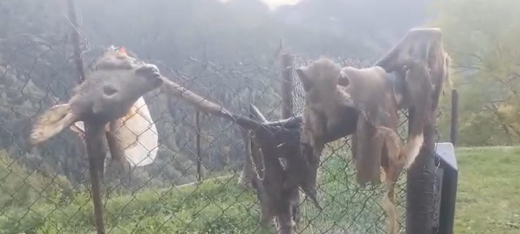 Bienno BS Valcamonica femmina di Capriolo uccisa e appesa su cancello LAC Lega Abolizione Caccia