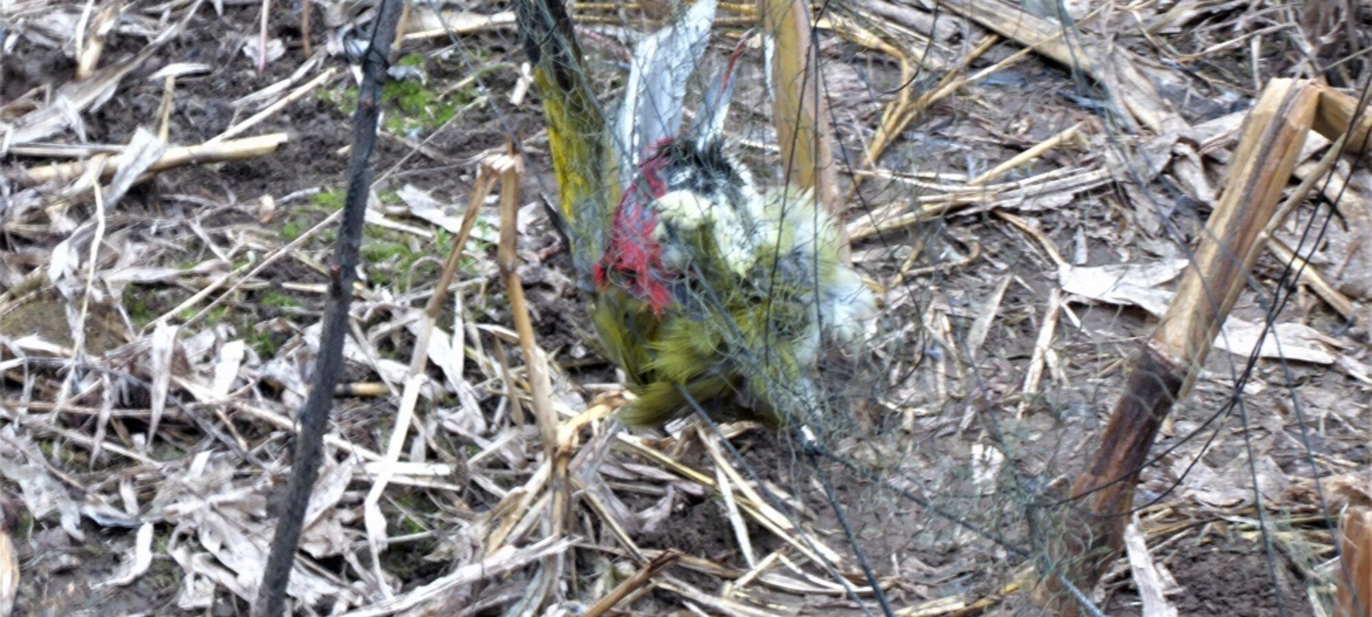 Bosisio LECCO cattura e uccide picchio verde Le guardie LAC scoprono il bracconiere LAC Lega Abolizione Caccia