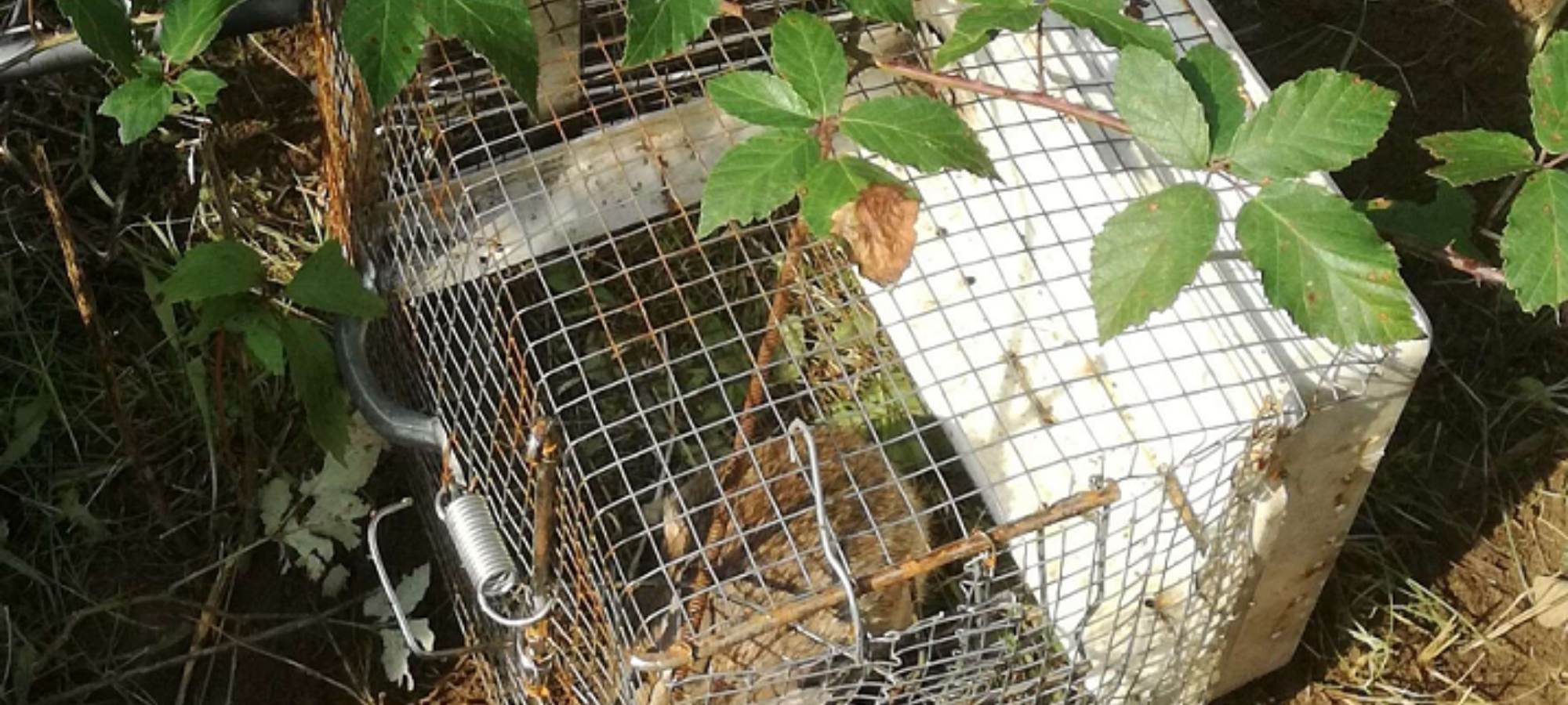 Bracconiere nel Parco Chico Mendez di Borgaro Torinese LAC Lega Abolizione Caccia