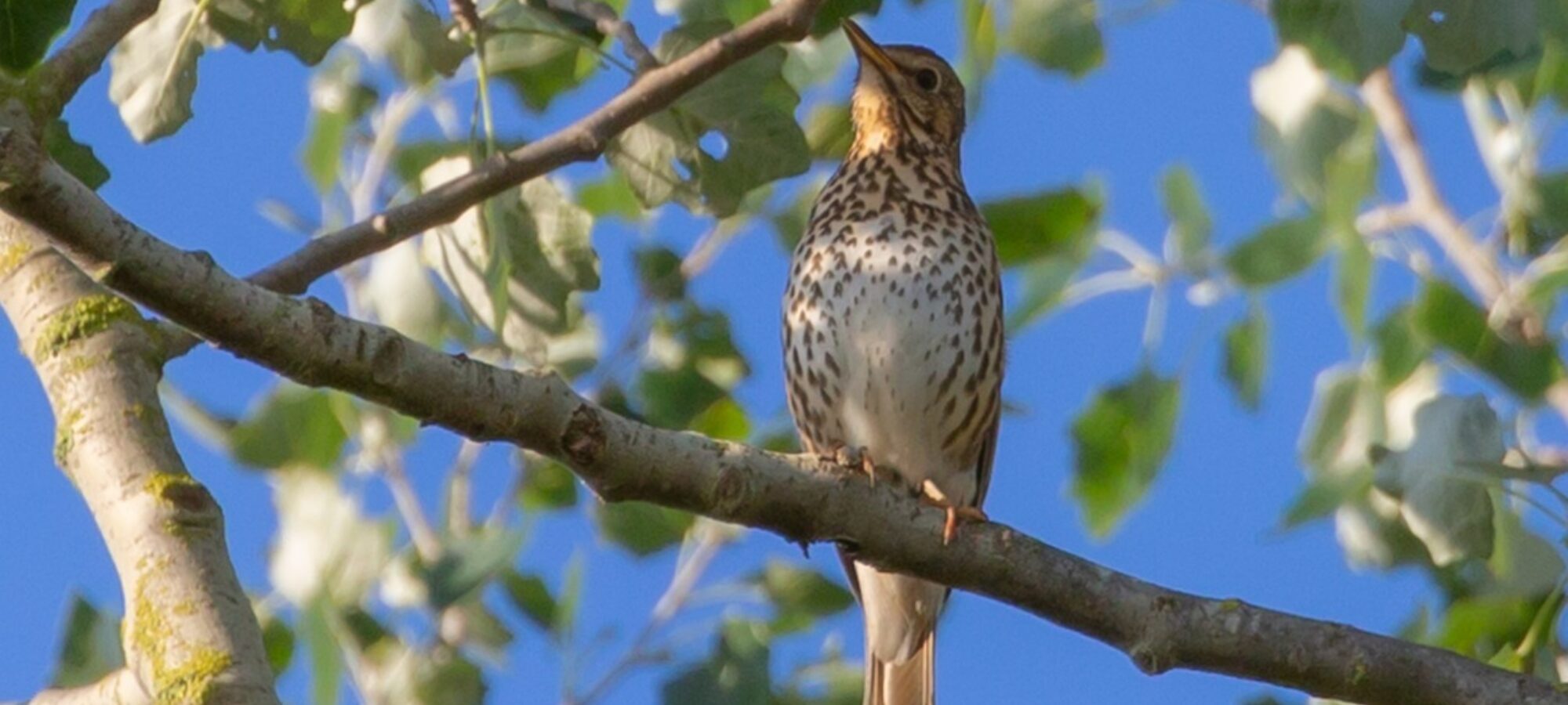 Brescia Capanni abusivi demoliti LAC Lega Abolizione Caccia