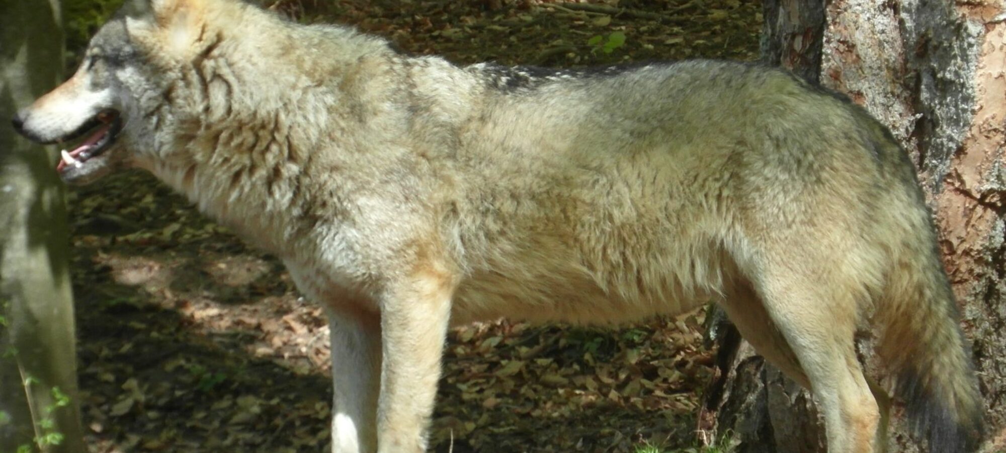 CACCIA AL LUPO LAC Lega Abolizione Caccia