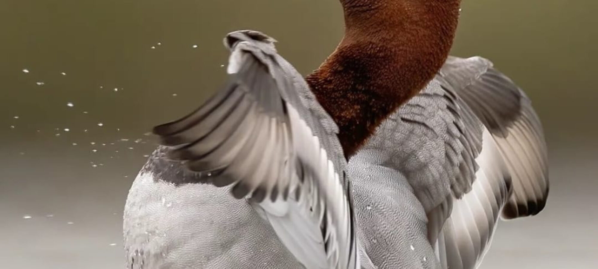 Calabria caccia sospesa LAC Lega Abolizione Caccia