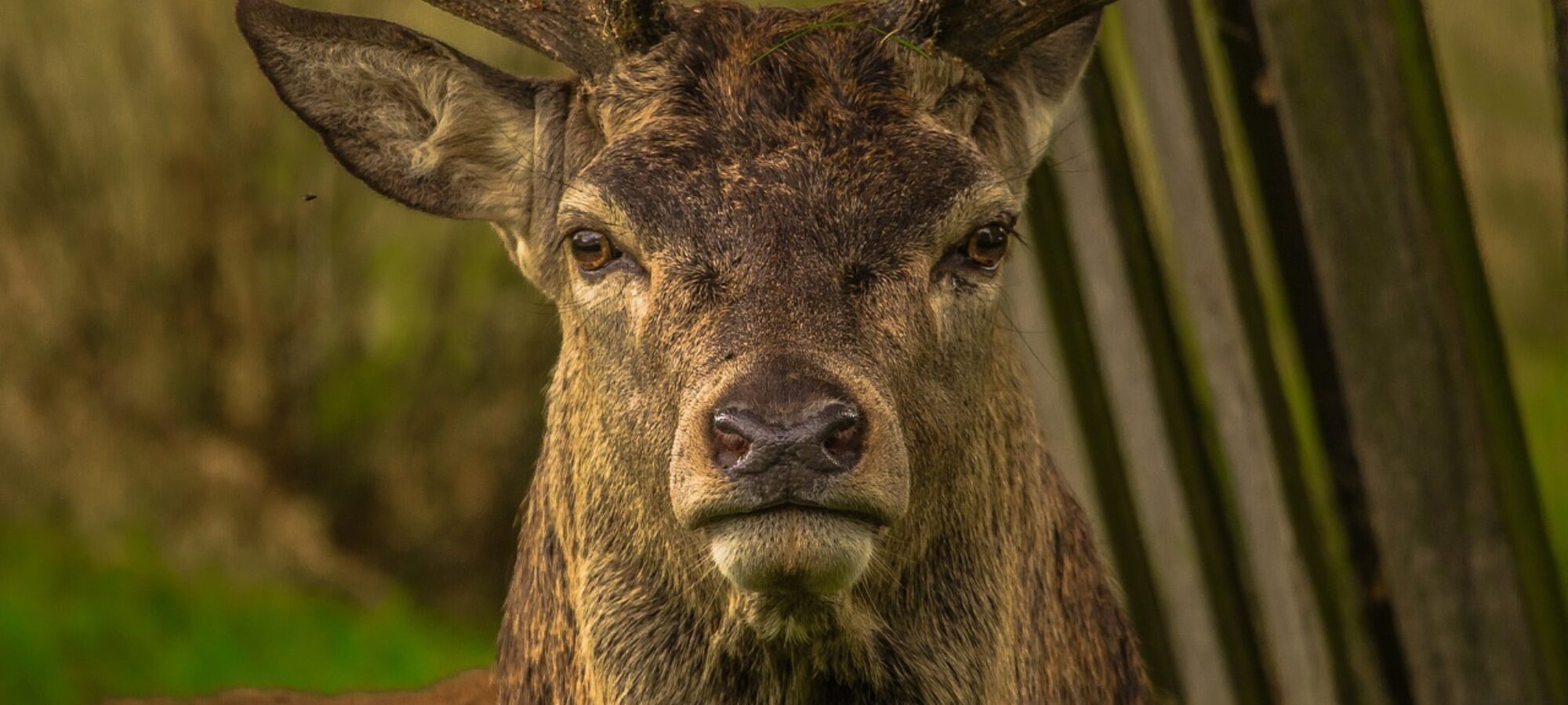 Cervo bellissimo ucciso a Villa Minozzo LAC Lega Abolizione Caccia