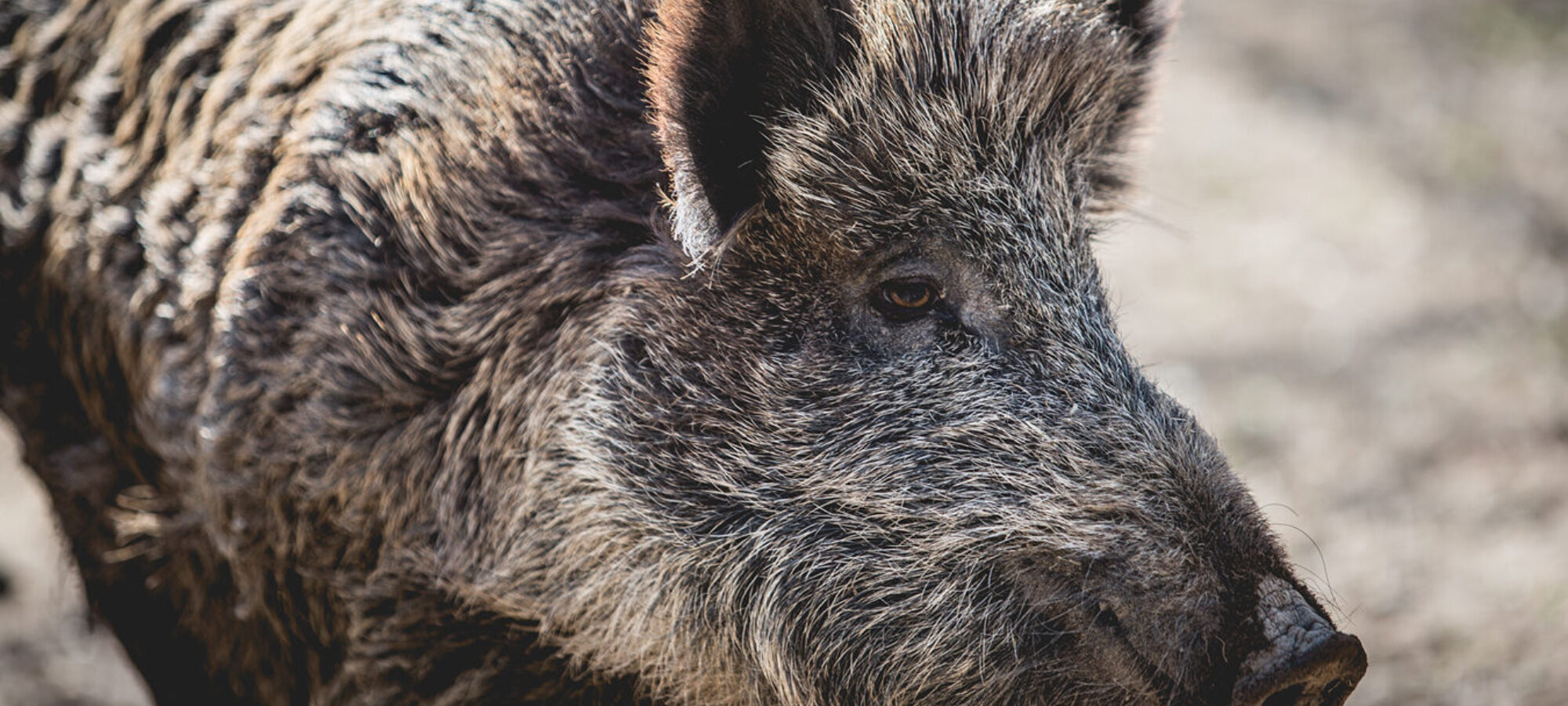 Cinghiali via alla sperimentazione del contraccettivo Gona Con LAC Lega Abolizione Caccia