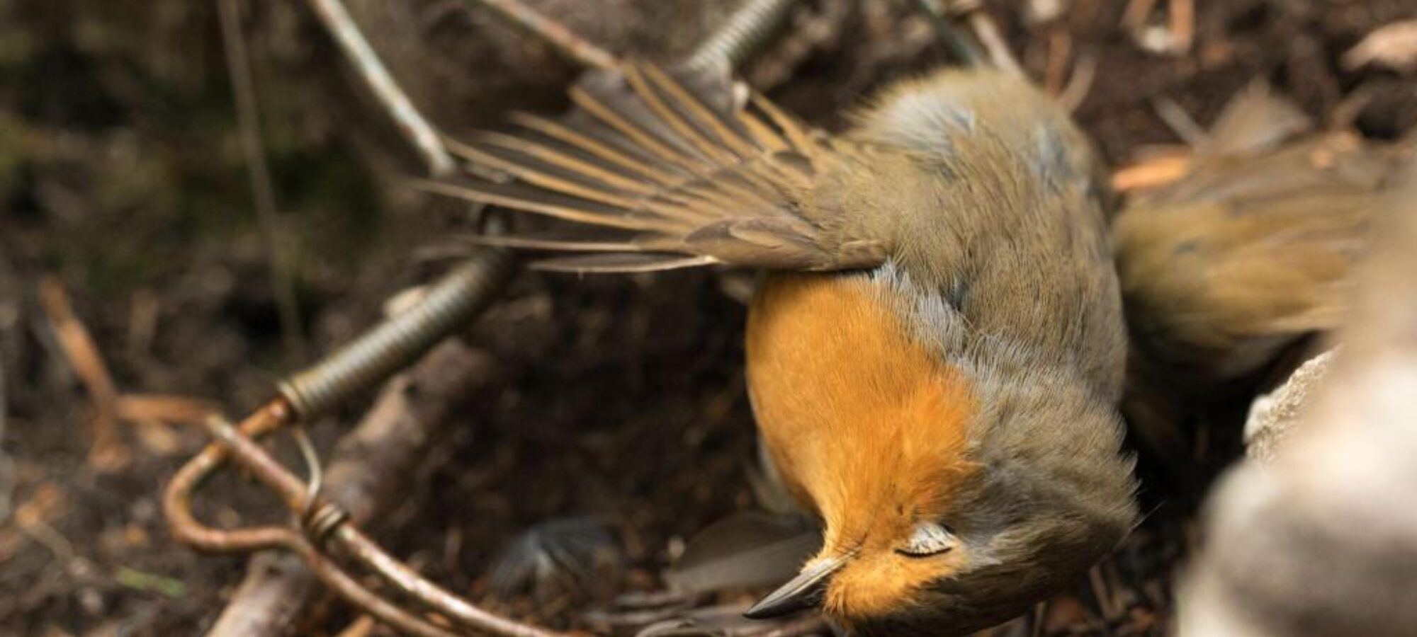 Collegato ambientale non sia un occasione persa LAC Lega Abolizione Caccia
