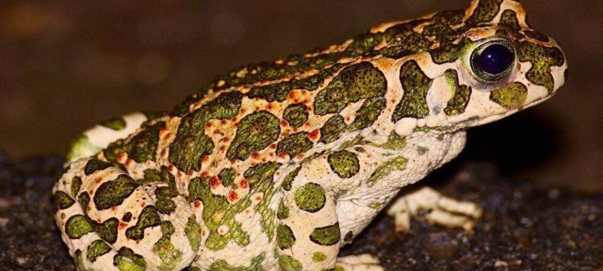 Colli Euganei LAC salvate la migrazione degli anfibi LAC Lega Abolizione Caccia