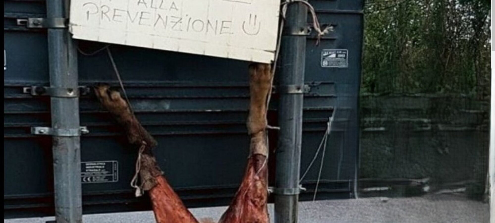 Condannato Salvatore Fais per uccisione Lupo LAC Lega Abolizione Caccia