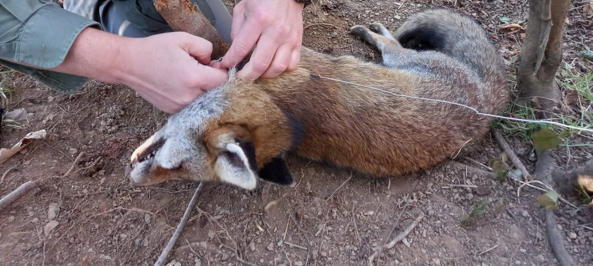 Corso antibracconaggio a Novara LAC Lega Abolizione Caccia