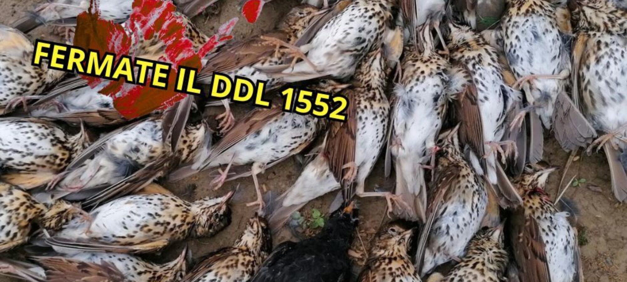 DDL1552