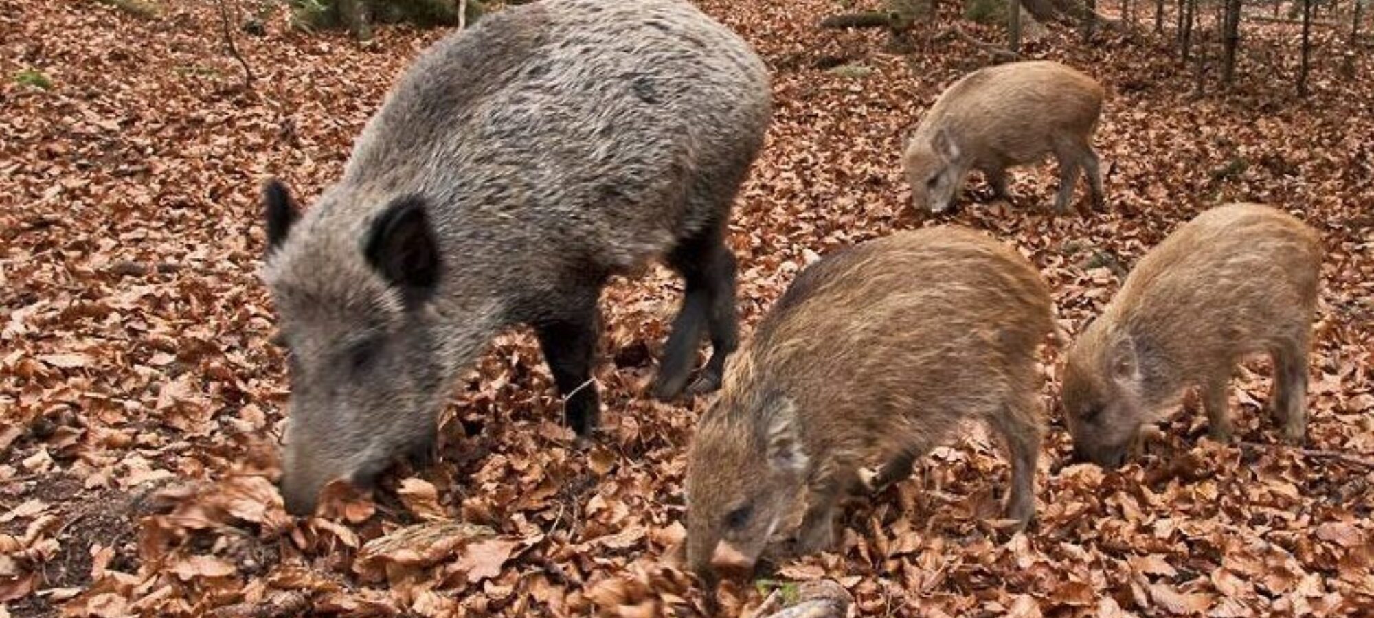 EMERGENZA CINGHIALI COME INTERVENIRE LAC Lega Abolizione Caccia