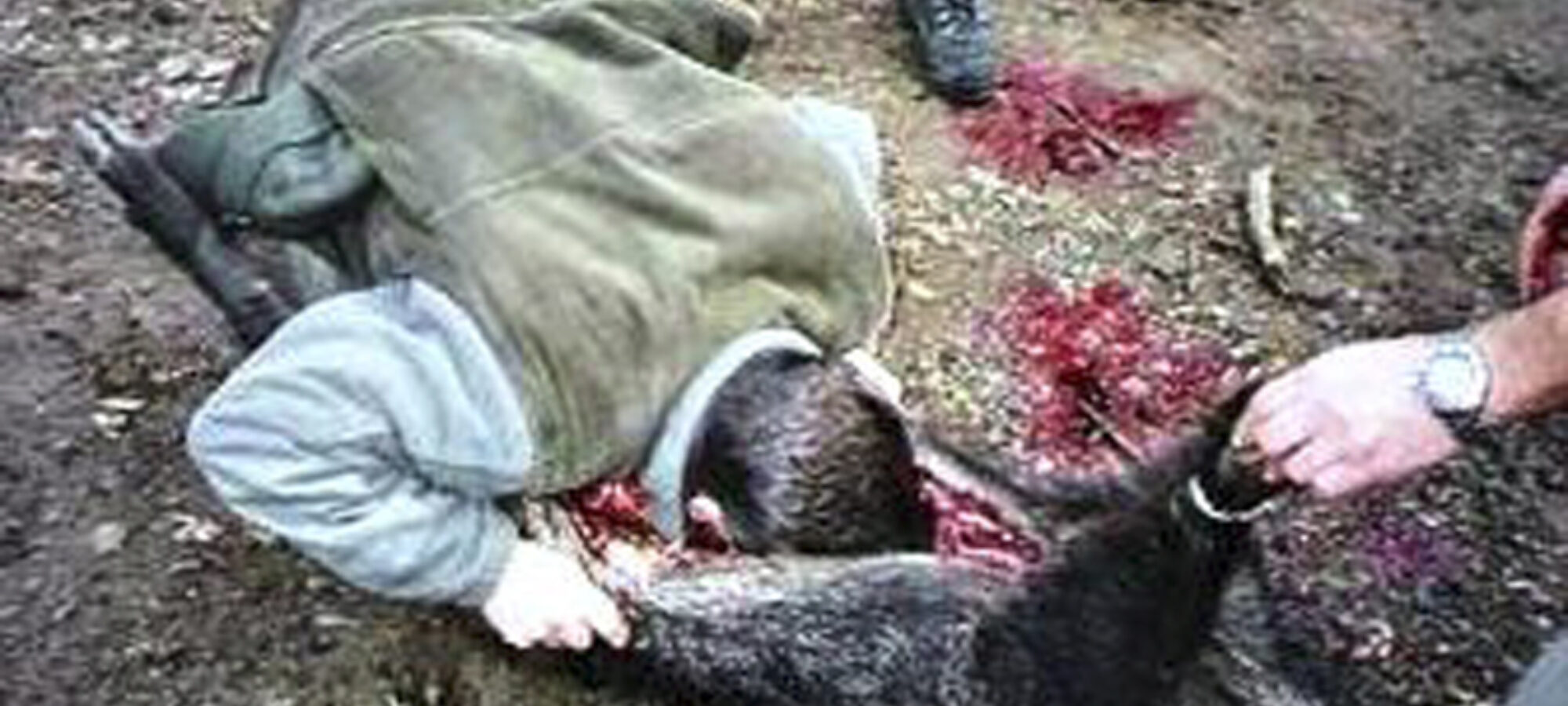 Emergenza cinghiali quando lunico scopo è creare allarmismo e terrore LAC Lega Abolizione Caccia