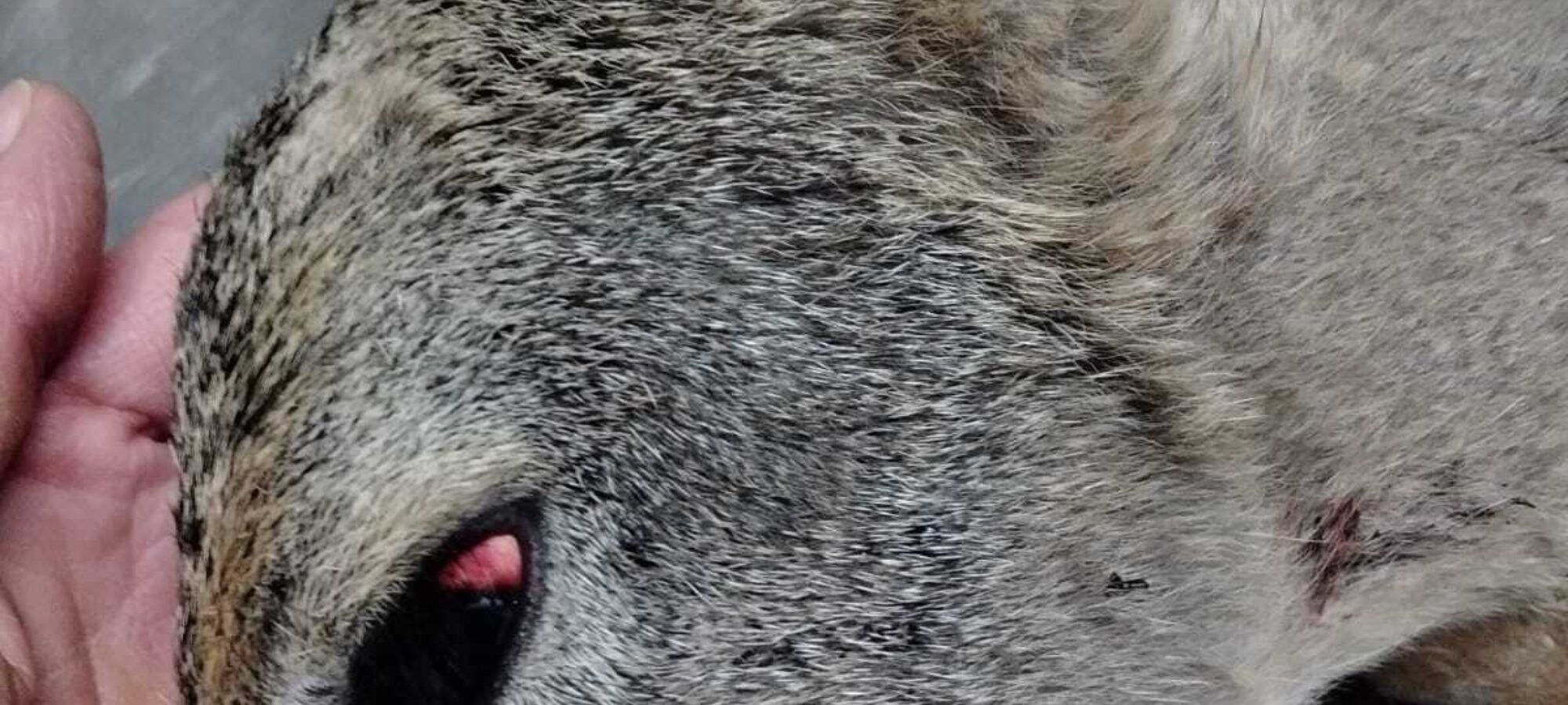 Ennesimo capriolo azzannato da cani lasciati senza guinzaglio LAC Lega Abolizione Caccia