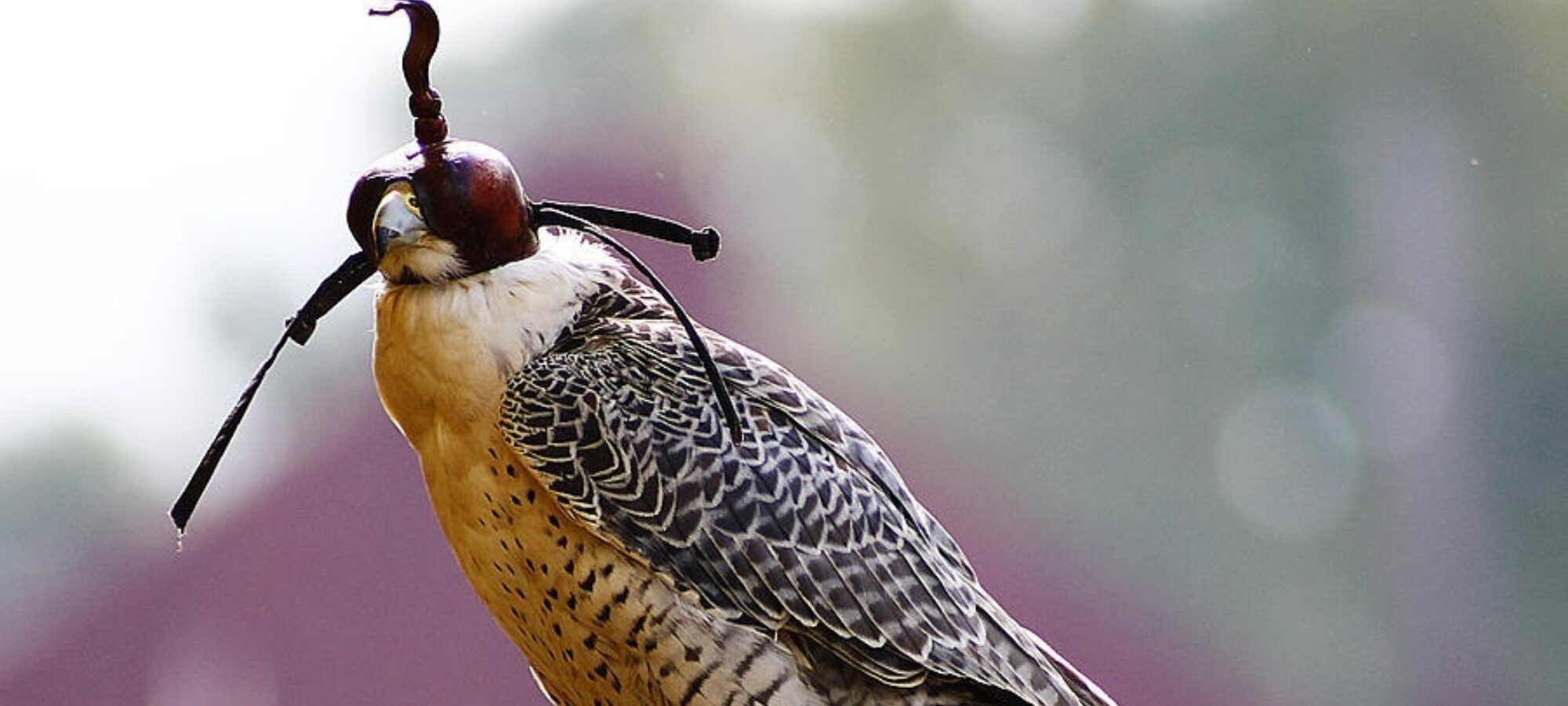 Falconeria good news Corte Costituzionale Veneto LAC Lega Abolizione Caccia