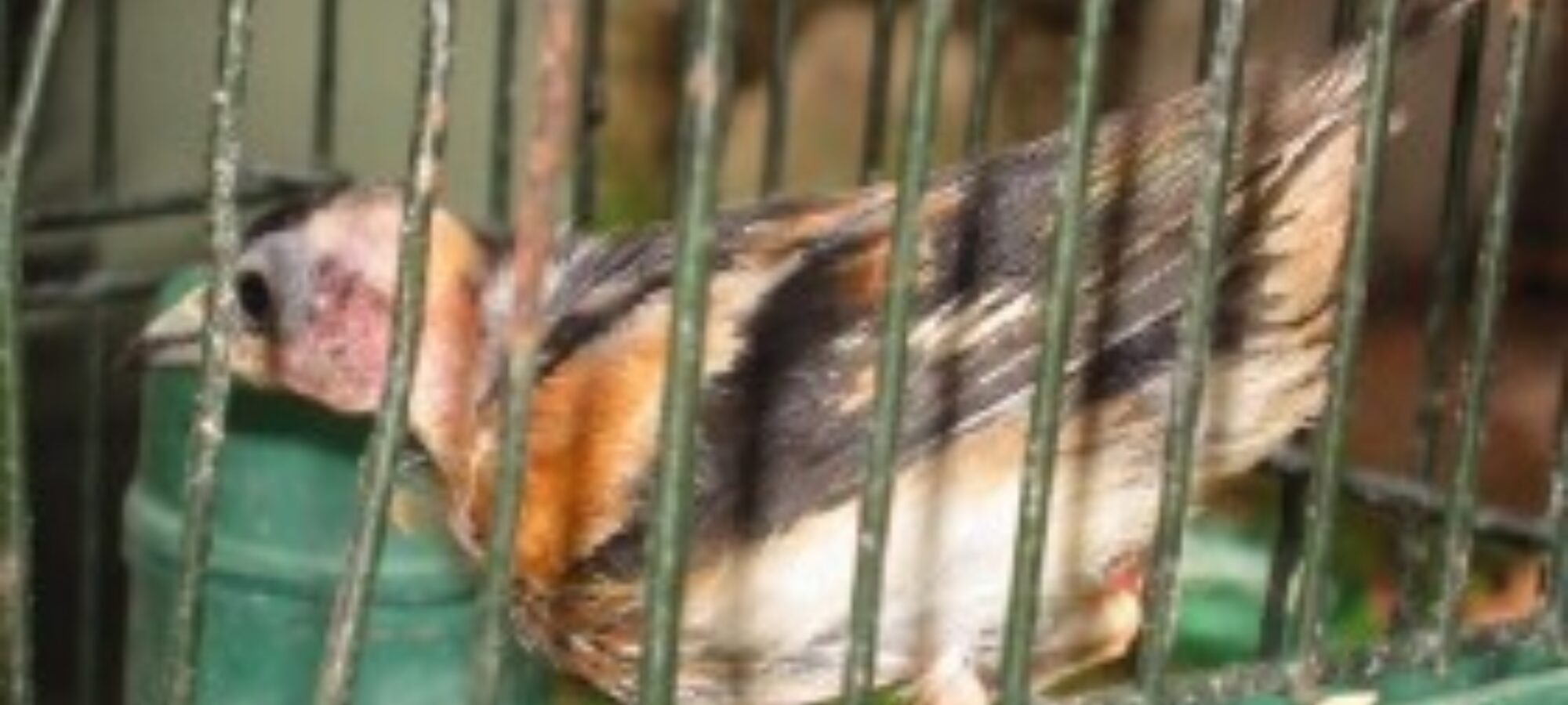 Fermiamo lutilizzo dei richiami vivi e chiediamo labrogazione dellart 842 cc LAC Lega Abolizione Caccia