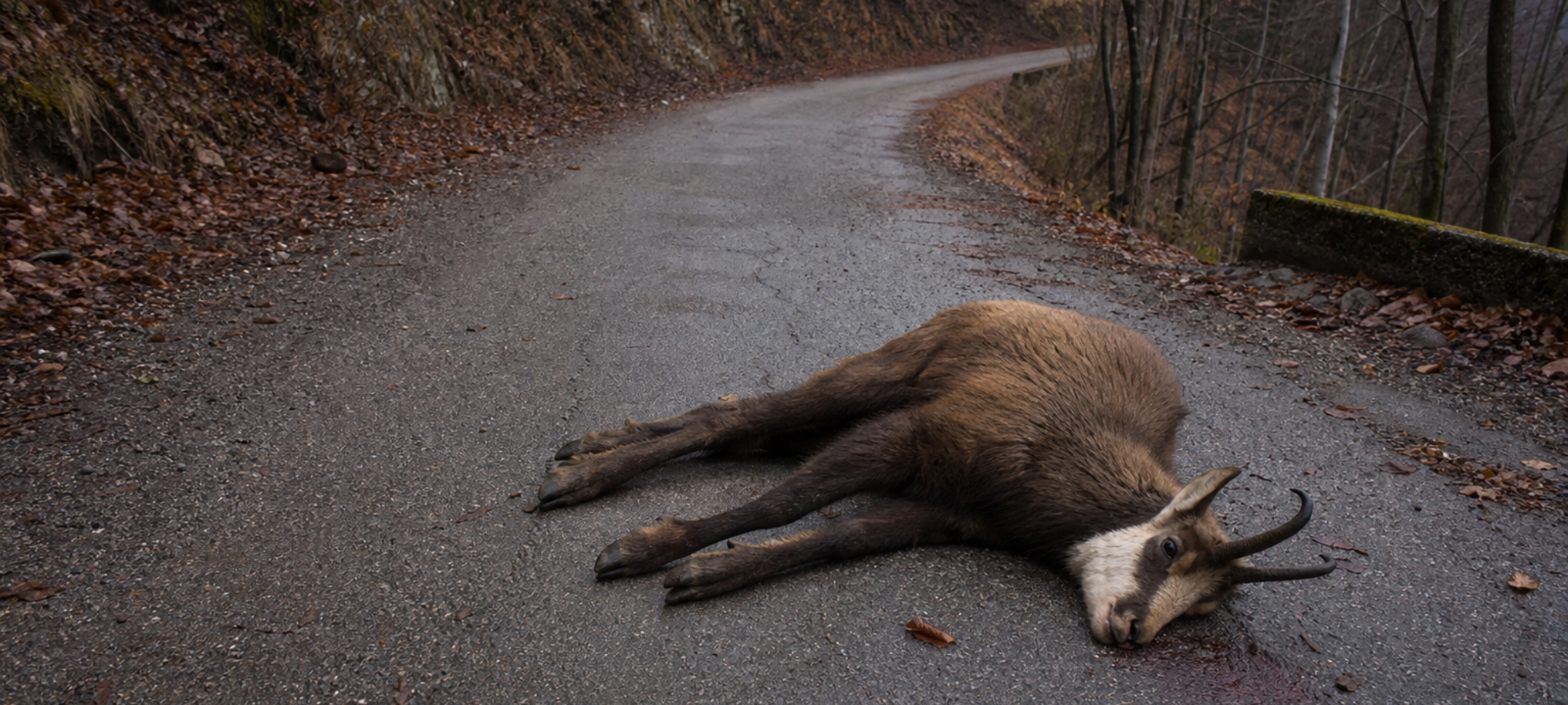 Firefly camoscio morto in una strada di un bosco 312936