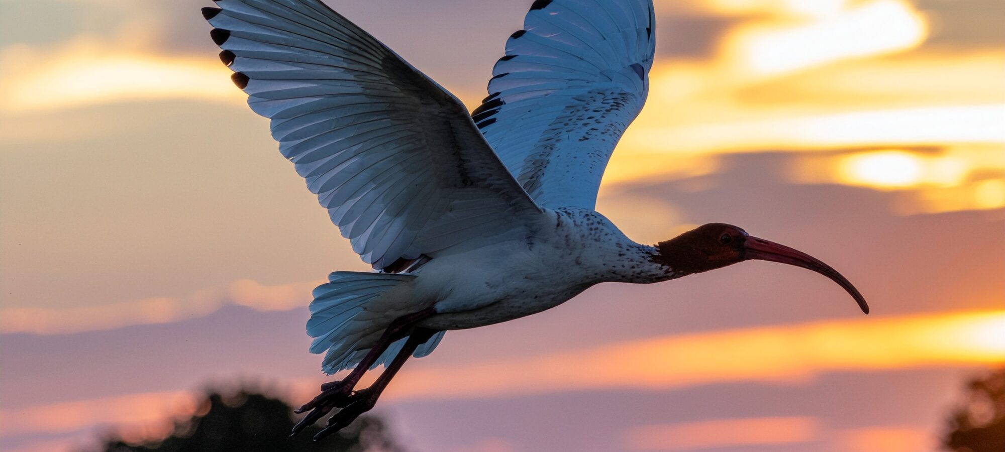 Firefly foto ibis eremita che vola al tramonto 876697