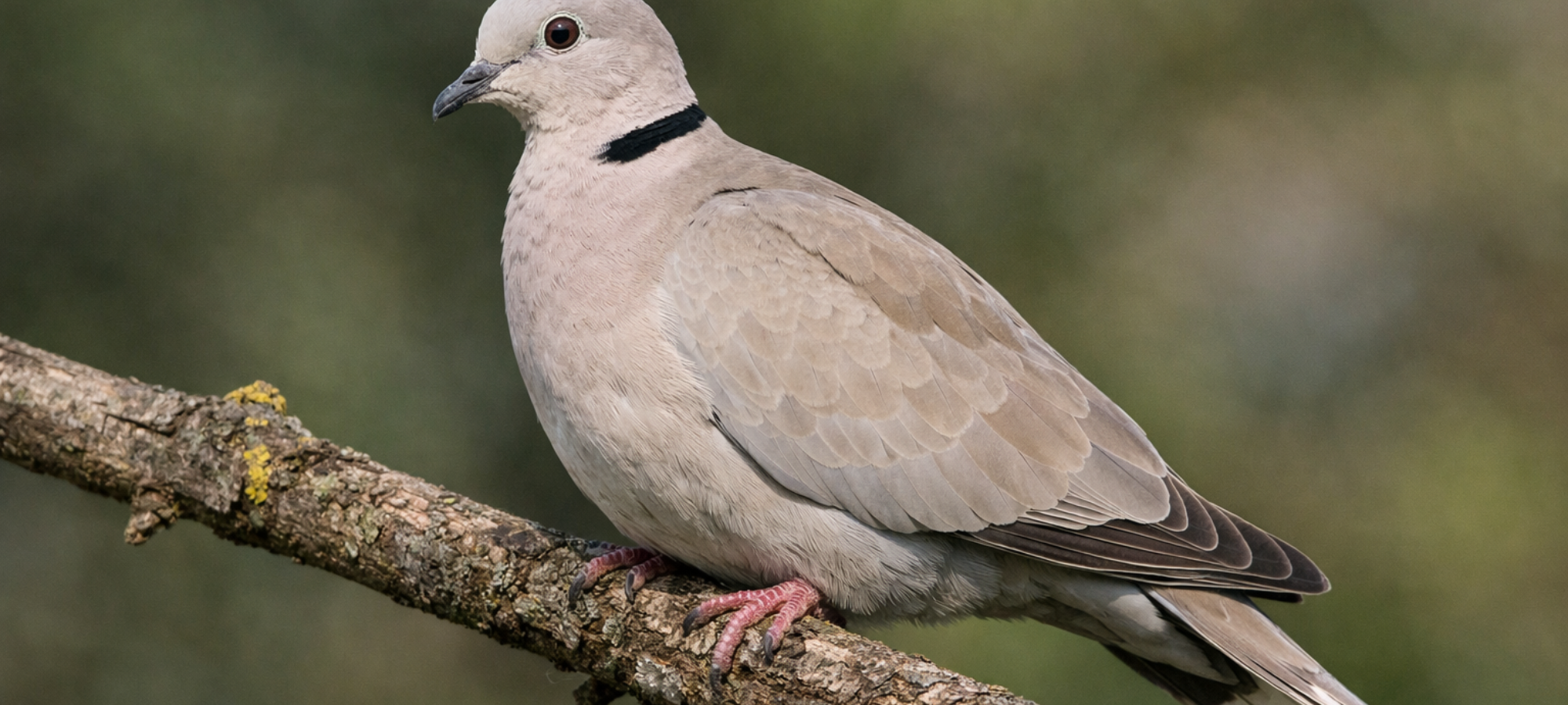 Firefly foto tortora dal collare su un ramo 524346
