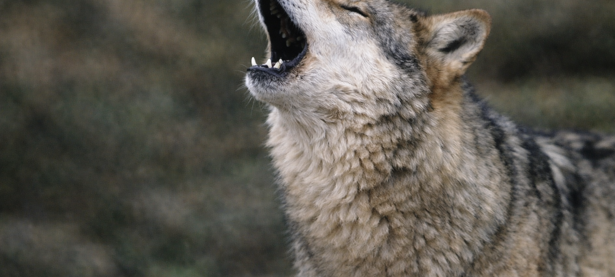 Firefly gpt image che guarda verso sinistra 366421