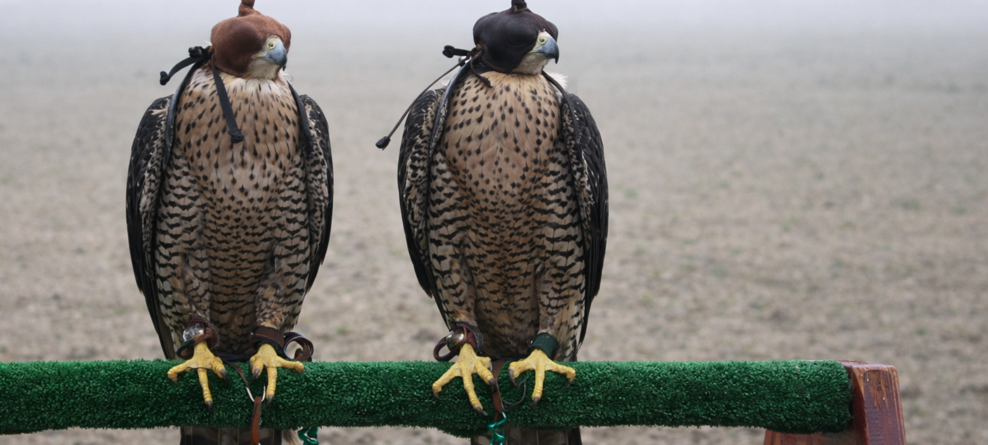 Firefly gpt image due falchi usati per falconeria con tappi agli occhi su un trespolo in un campo 841180
