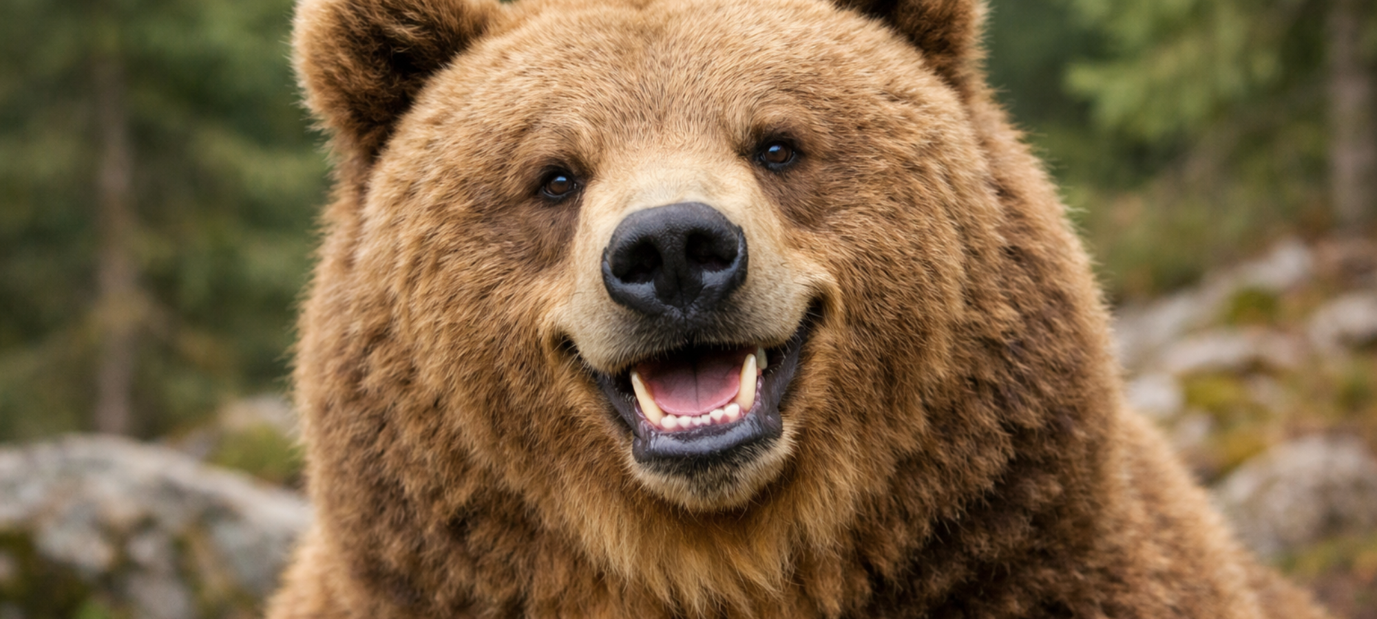 Firefly gpt image foto di orso sorridente 195507