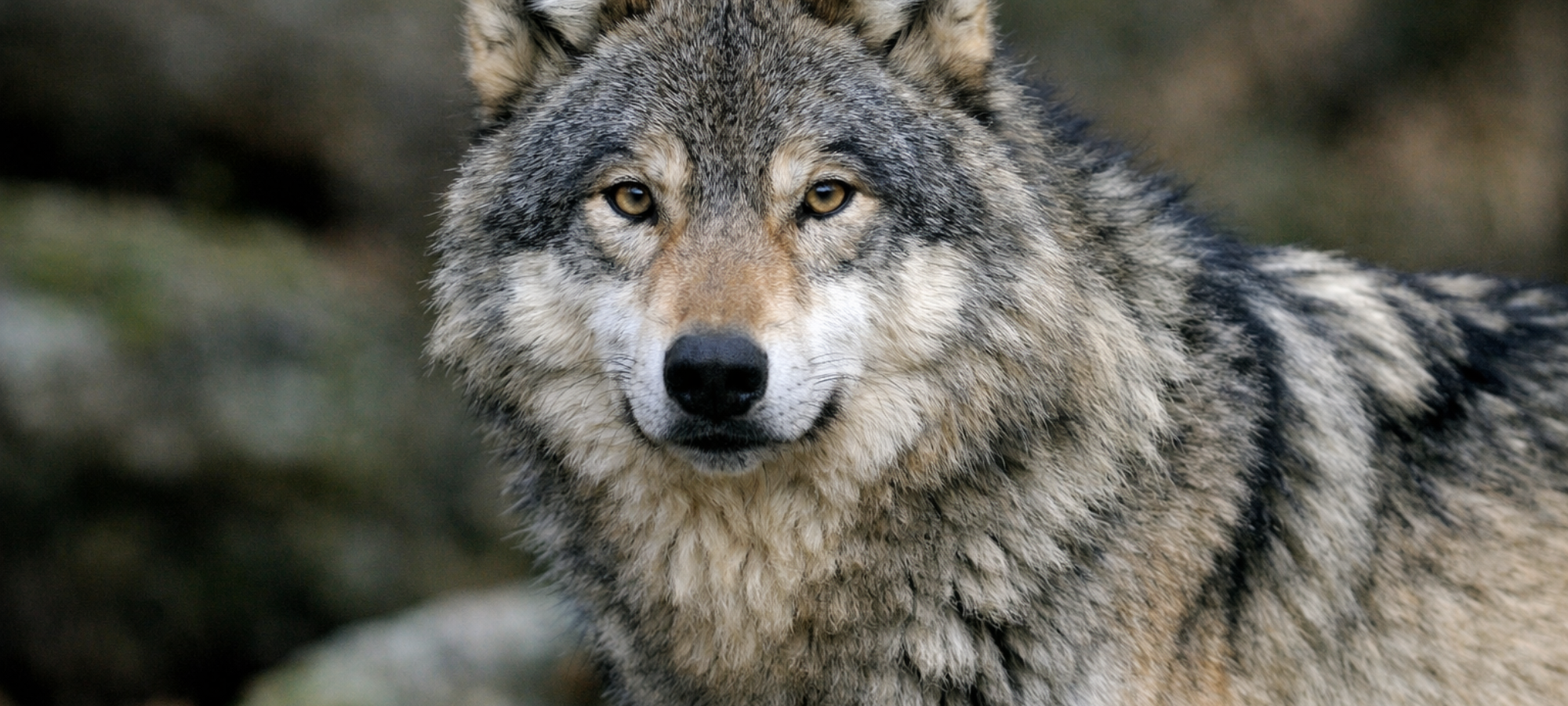 Firefly gpt image foto di un lupo 955648