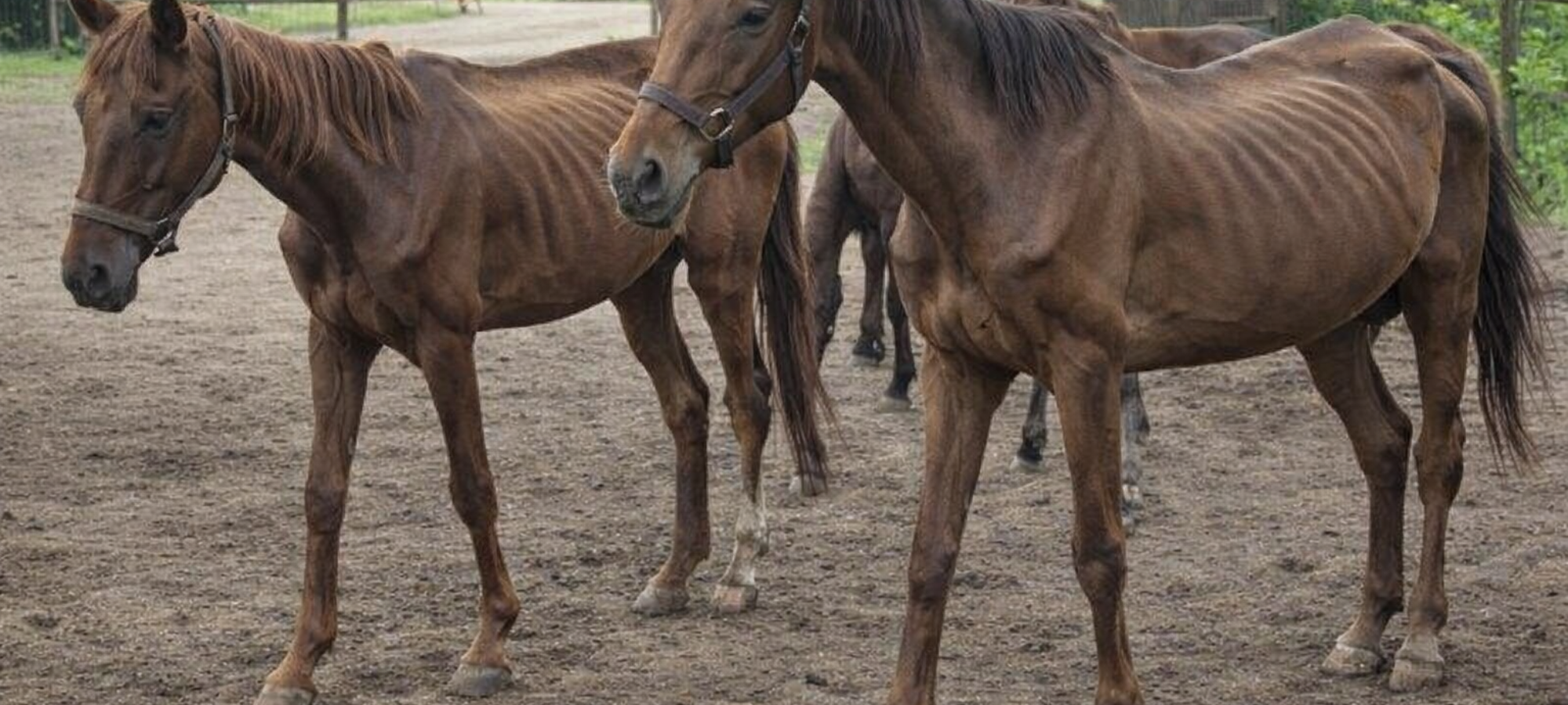 Firefly gpt image foto simile a quella di riferimento dove ci sono cavalli molto magri 841742