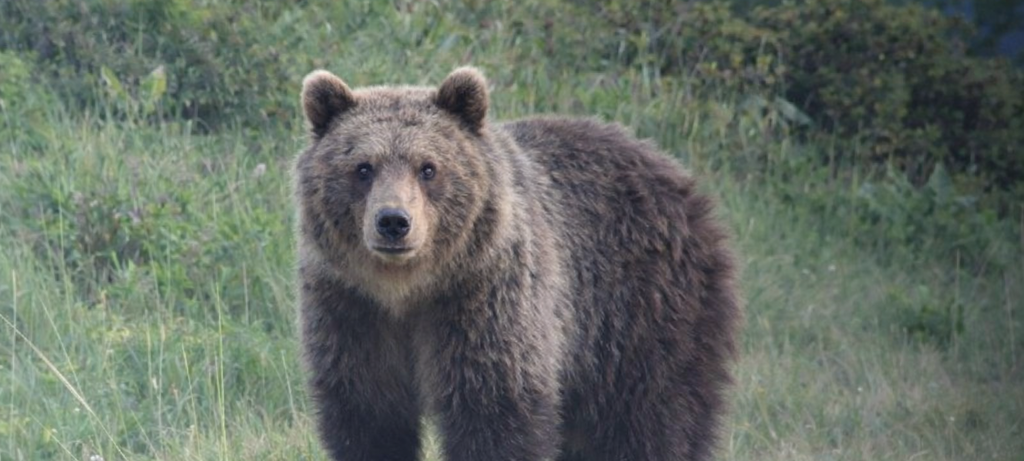 Firefly gpt image lorso deve guardare verso di noi 798018