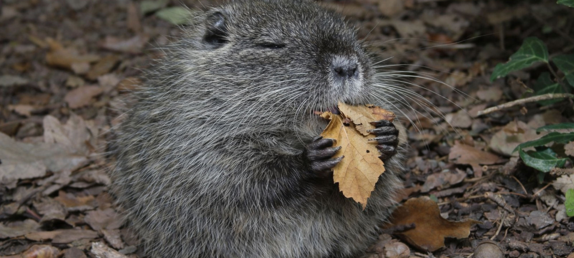 Firefly gpt image una nutria che mangia delle fogl 372762 yvh