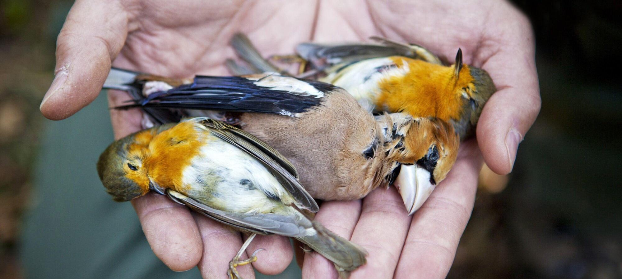 Firma e diffondi la petizione Lossessione della Regione Lombardia per la fauna selvatica morta LAC Lega Abolizione Caccia