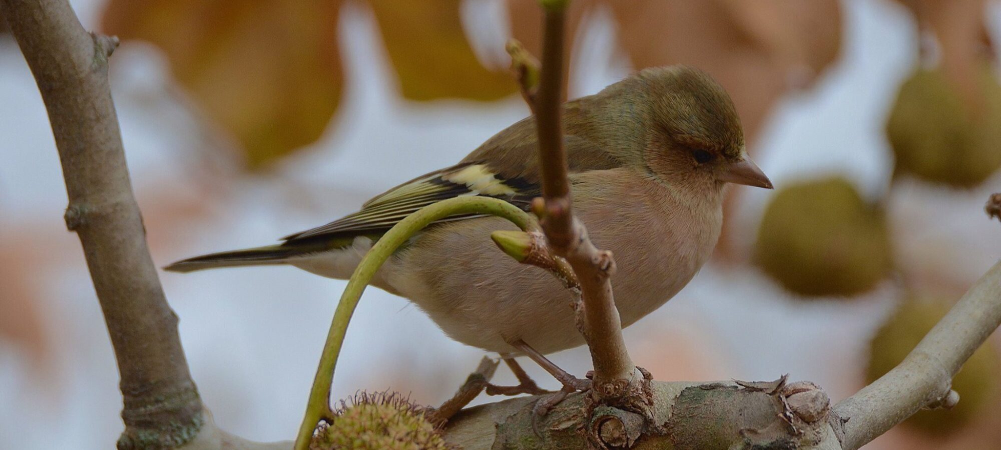 Fringuello Marcello Fedi
