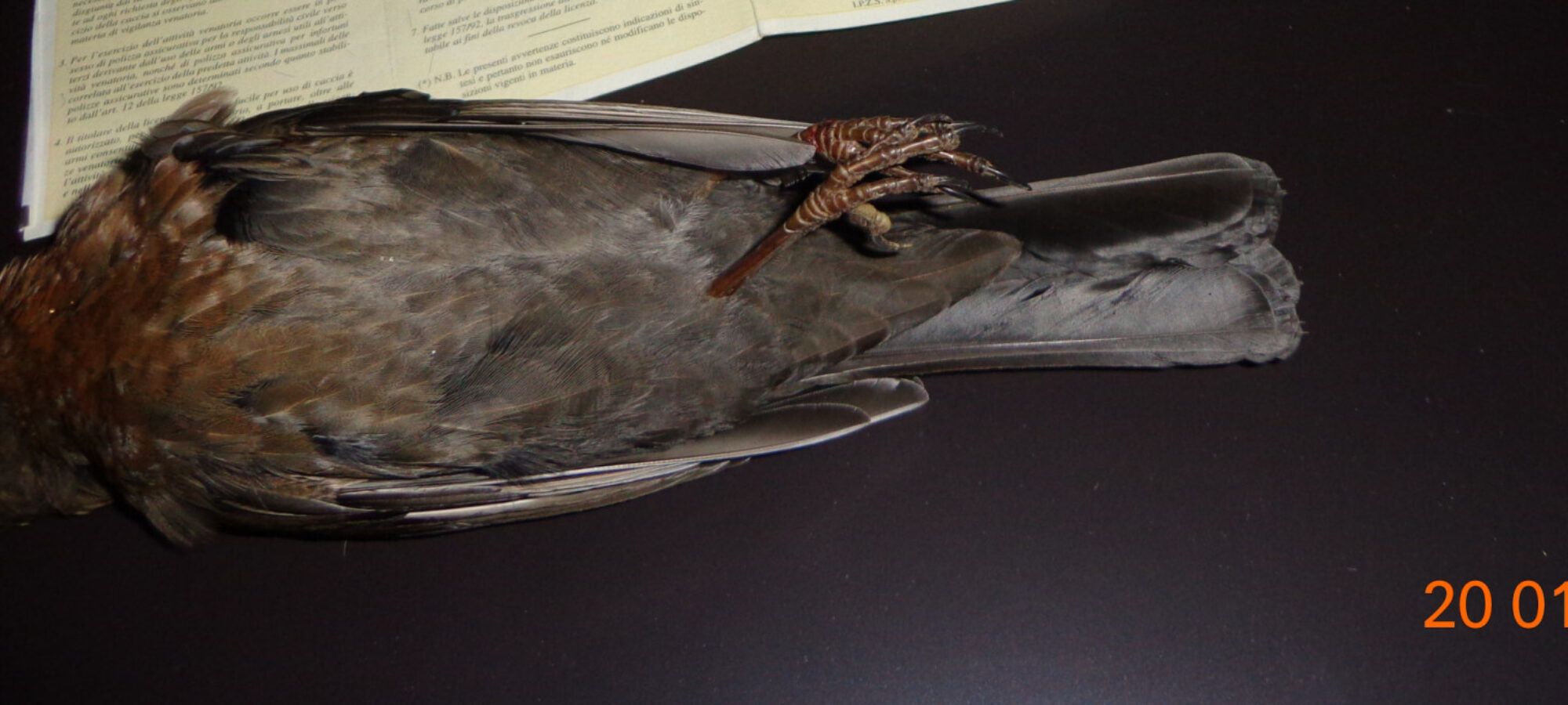 Grosseto Lac contrasta chi delinque LAC Lega Abolizione Caccia