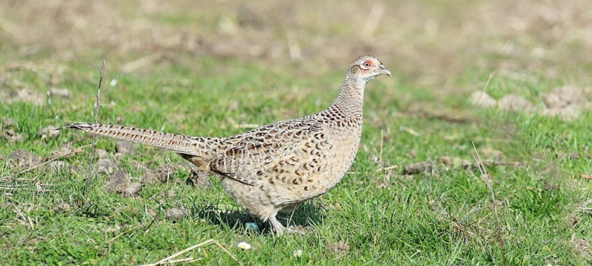 Grosseto bracconiere denunciato dalle Guardie Venatorie della LAC LAC Lega Abolizione Caccia