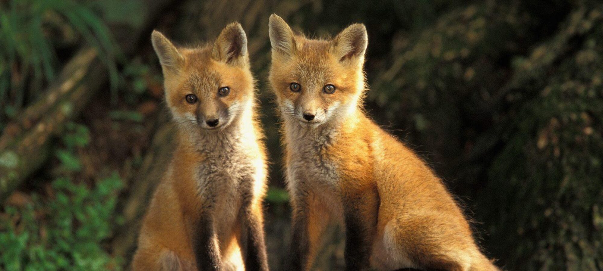 Il Consiglio di Stato respinge il tentativo della Regione Lombardia di riaprire la caccia alla volpe nonostante lemergenza sanitaria LAC Lega Abolizione Caccia