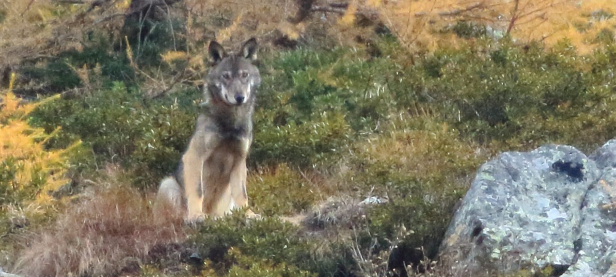 Il Lupo LAC Lega Abolizione Caccia