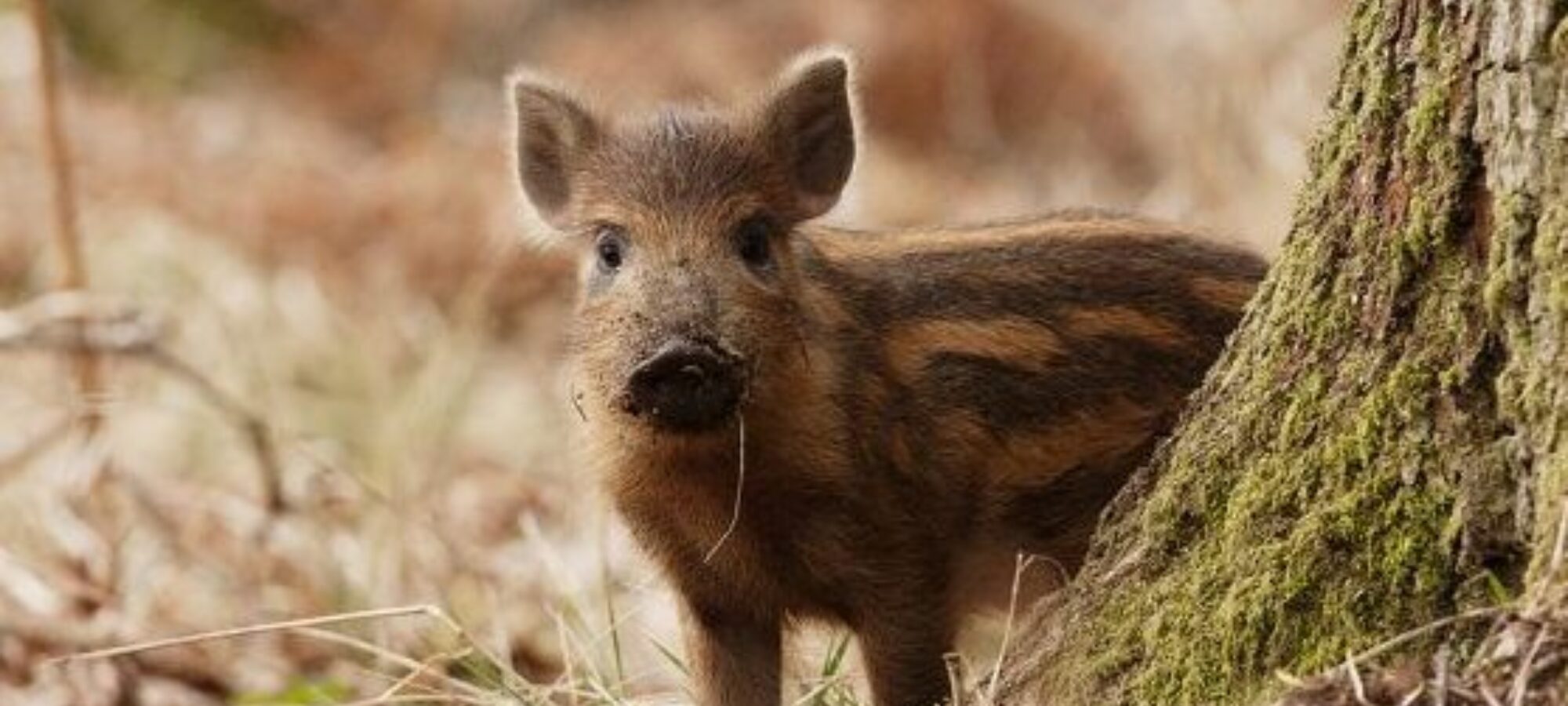 Il TAR Piemonte sospende gli abbattimenti dei Cinghiali in Provincia di Torino LAC Lega Abolizione Caccia