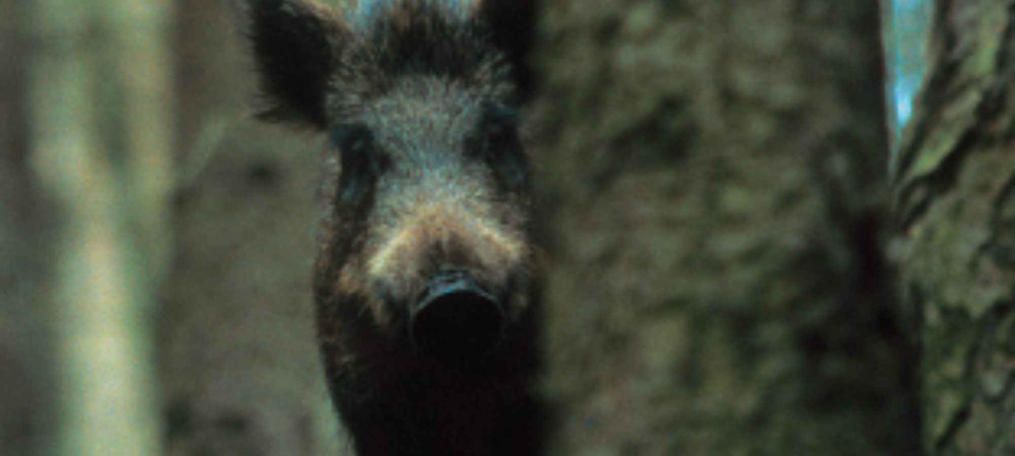 Il cinghiale vittima innocente LAC Lega Abolizione Caccia