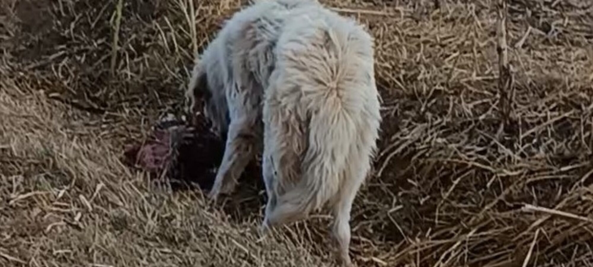 cani maremmani abbandonati che si nutrono di pecore da loro uccise