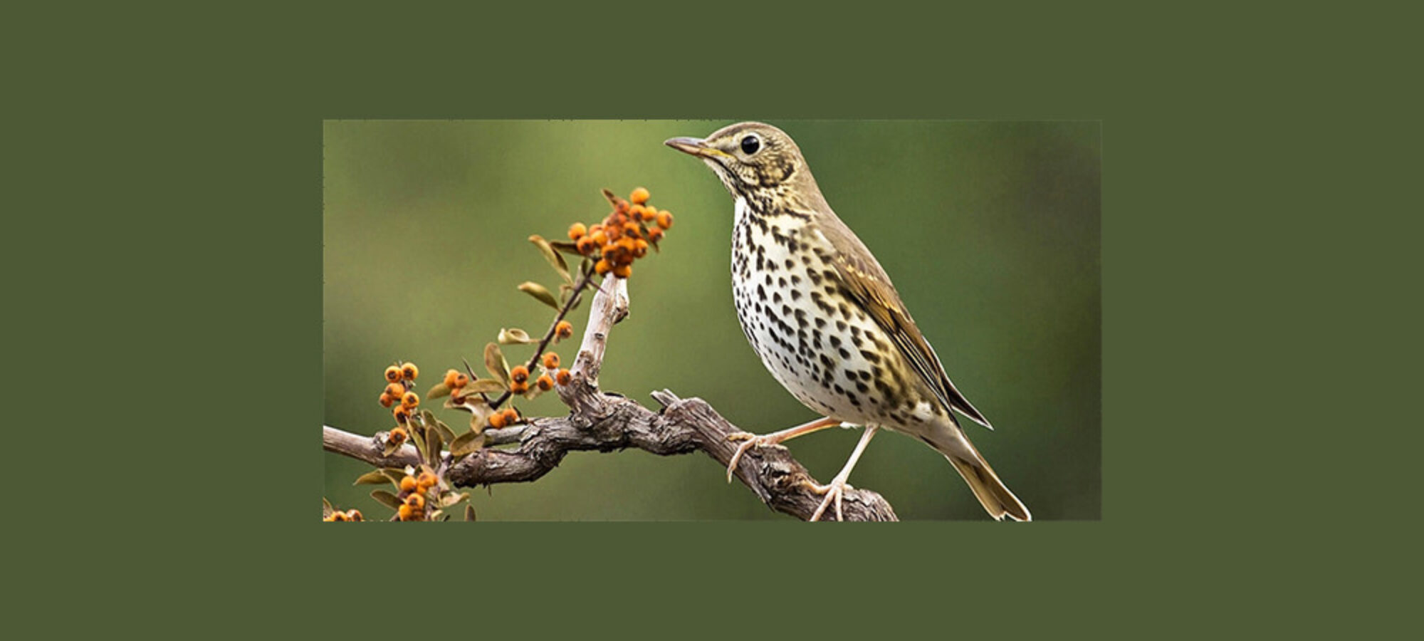 In marcia contro il bracconaggio Il racconto di unesperienza vissuta in Sardegna nel Sulcis in difesa degli uccelli migratori LAC Lega Abolizione Caccia