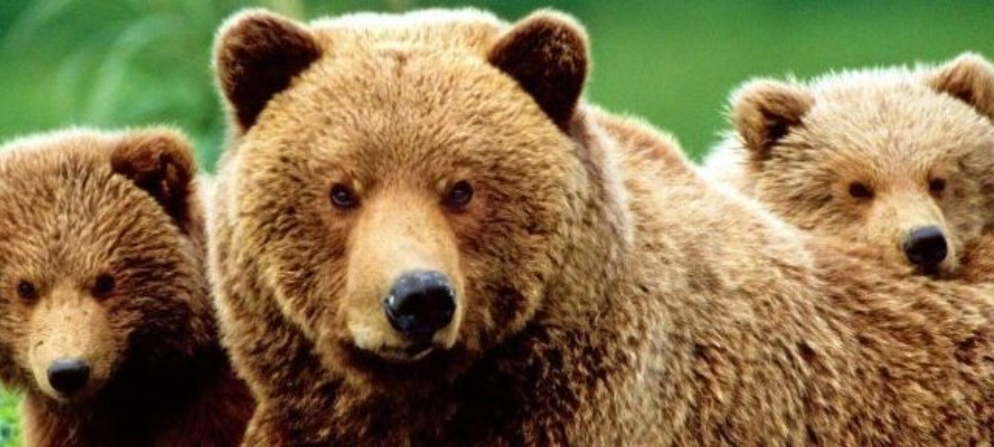 KJ2 si faccia luce sulla sua uccisione LAC Lega Abolizione Caccia