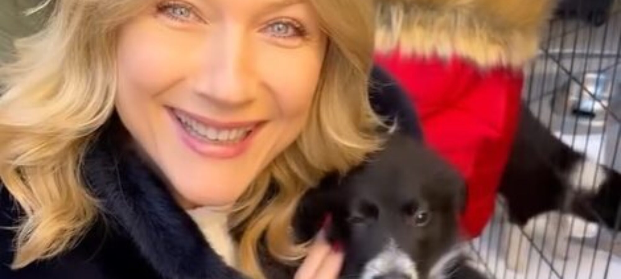 LAC Ascoli in contrasto al randagismo LAC Lega Abolizione Caccia